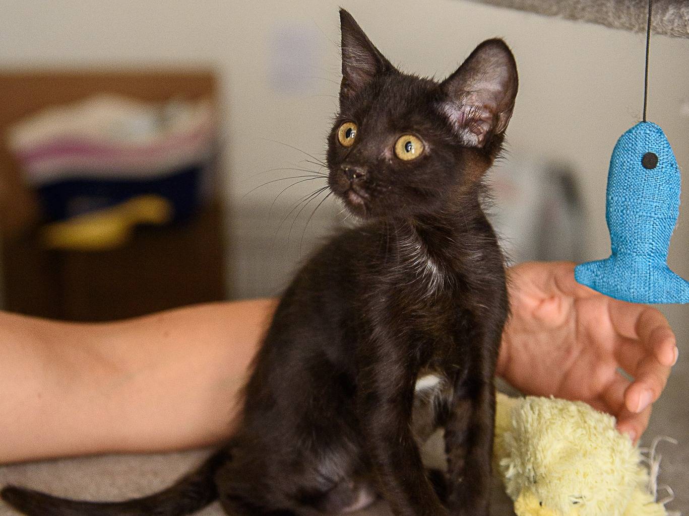 Adotta il gatto Ginevra  a Livorno