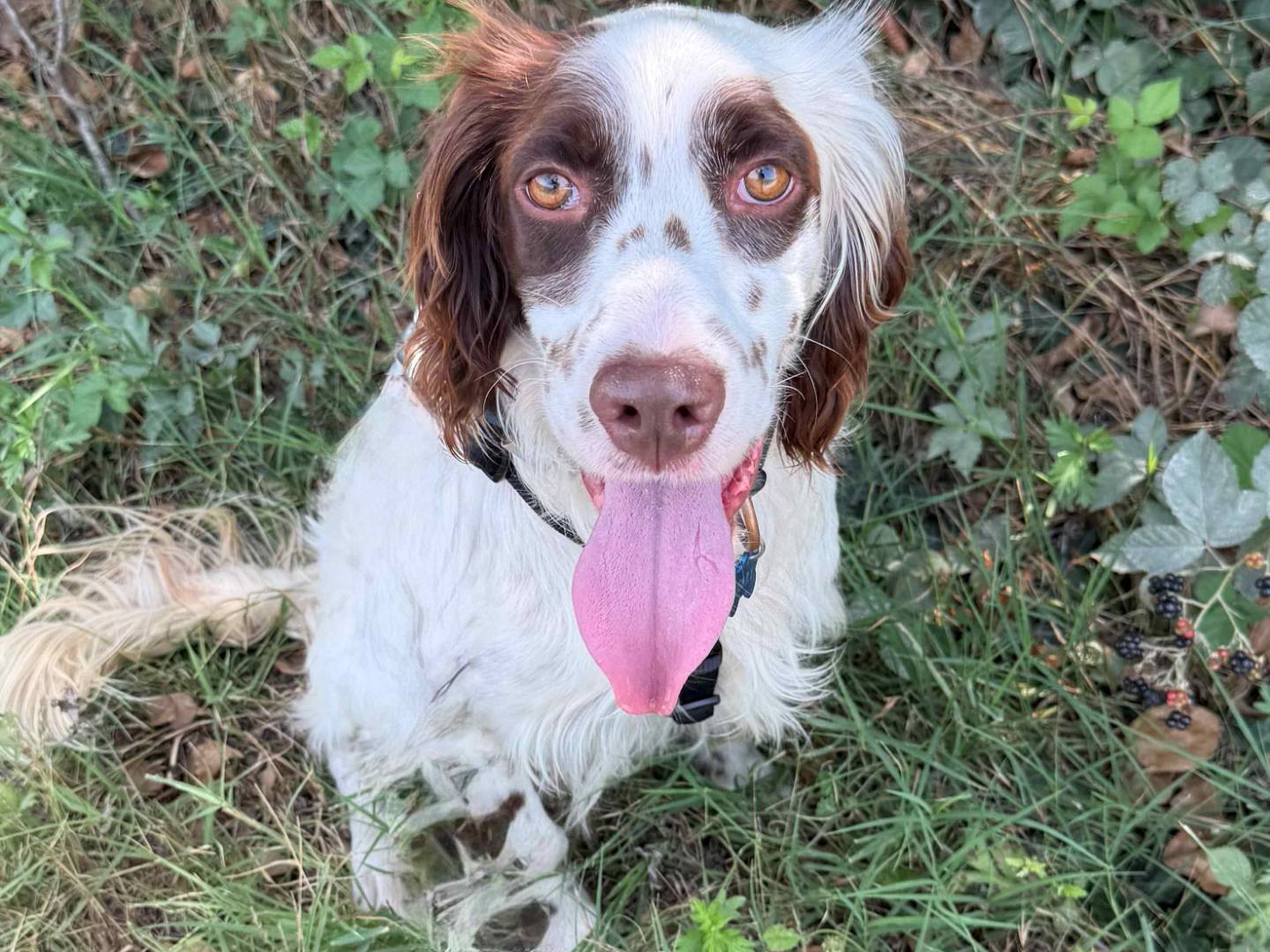 Adozione cane, maschio, Setter Inglese Razza sconosciuta, 2 anni e 7 mesi, taglia media, Milano