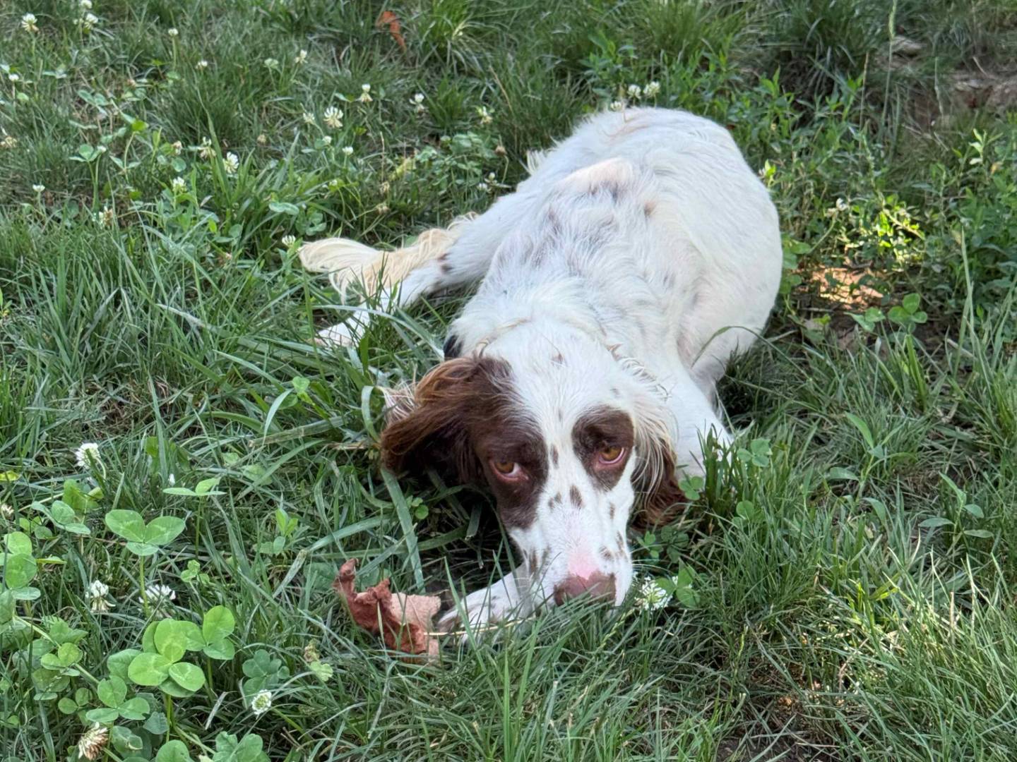 Adotta un cane, maschio, 2 anni e 7 mesi, Milano