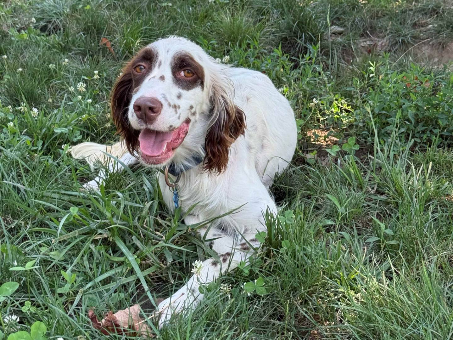 Adotta un cane, taglia media, maschio, Milano