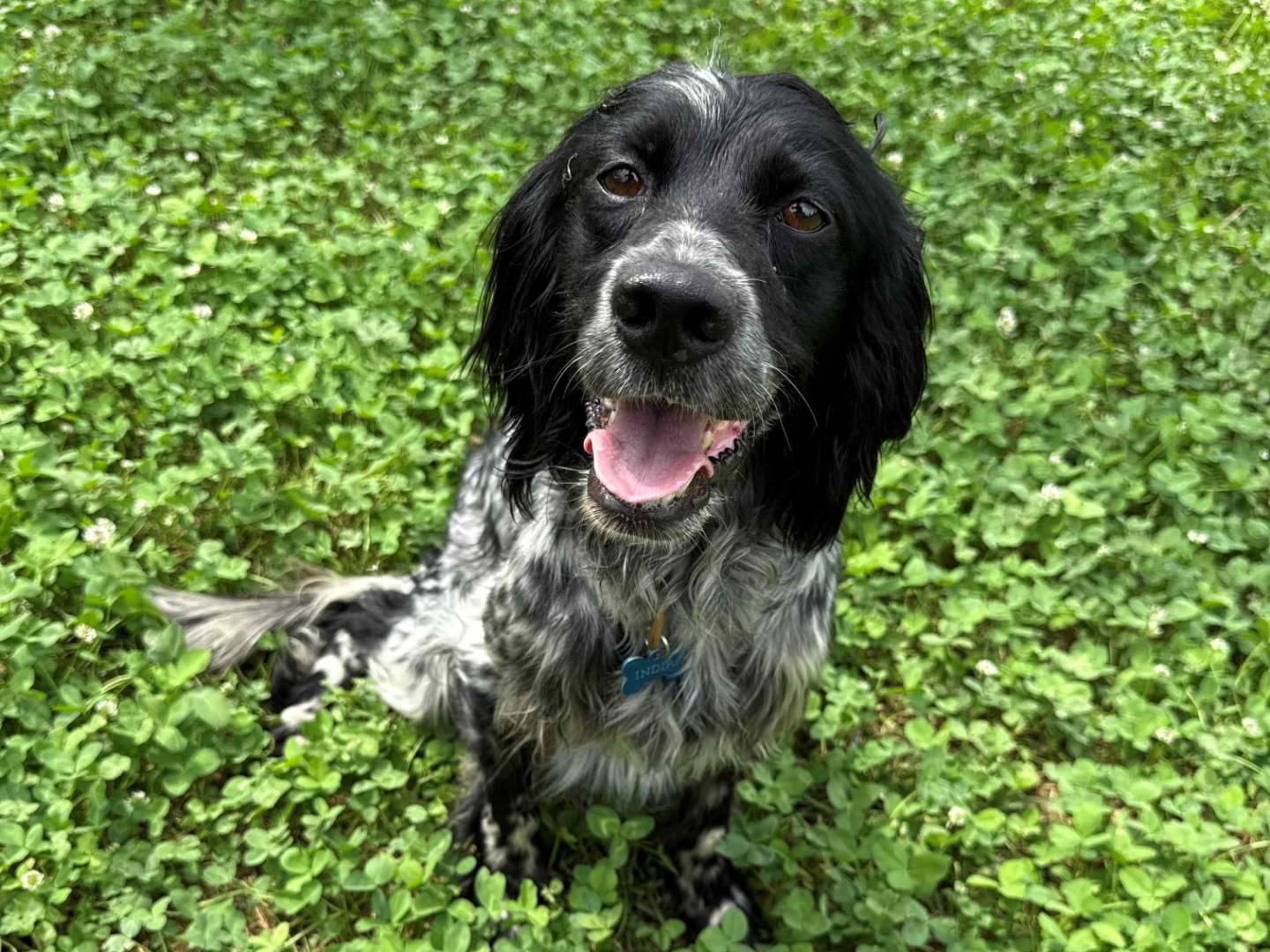 Adozione cane, femmina, Setter Inglese Razza sconosciuta, 5 anni e 10 mesi, taglia media contenuta, Milano