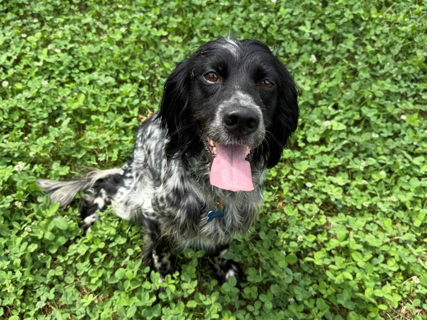 Adotta un cane, femmina, 5 anni e 10 mesi, Milano