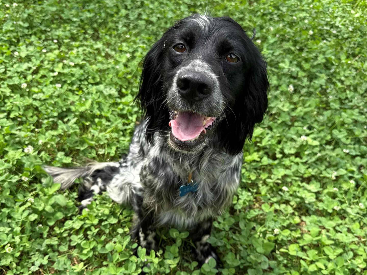 Adotta un cane, taglia media contenuta, femmina, Milano