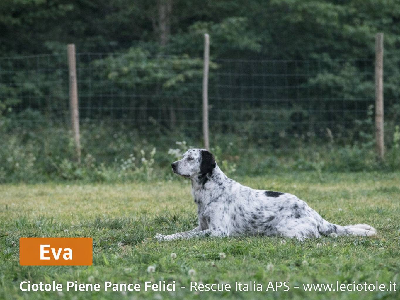 Adozione cane, femmina, Setter Inglese Razza sconosciuta, 4 anni e 10 mesi, taglia media, Treviso