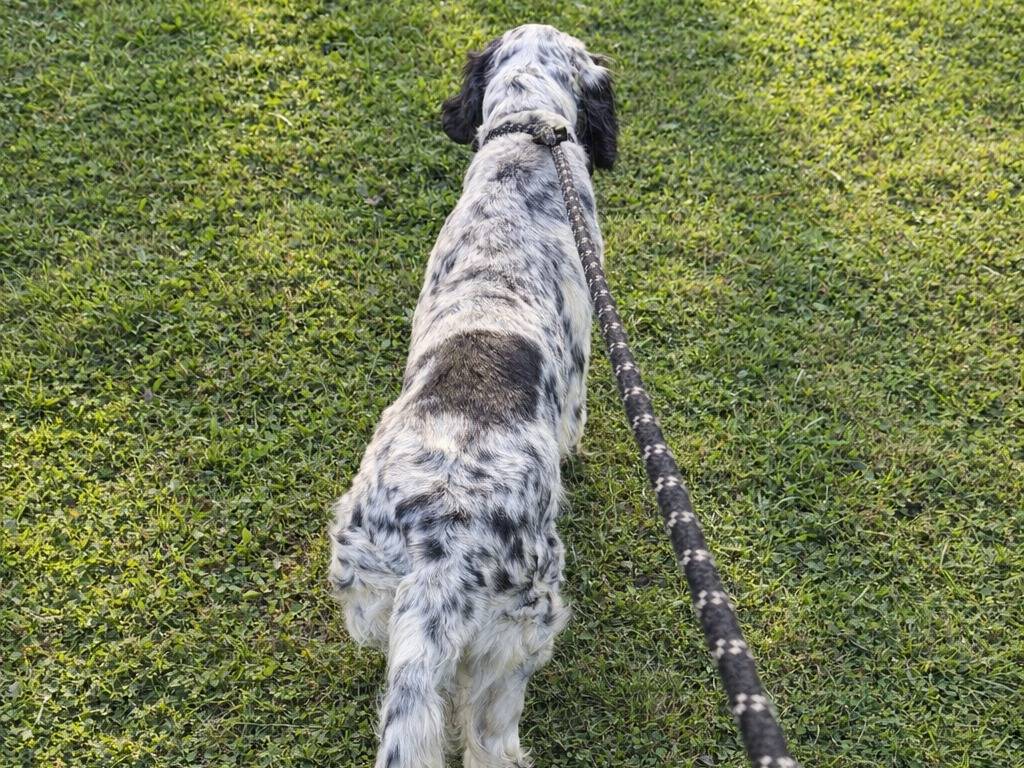 Adotta un cane, taglia media, femmina, Treviso