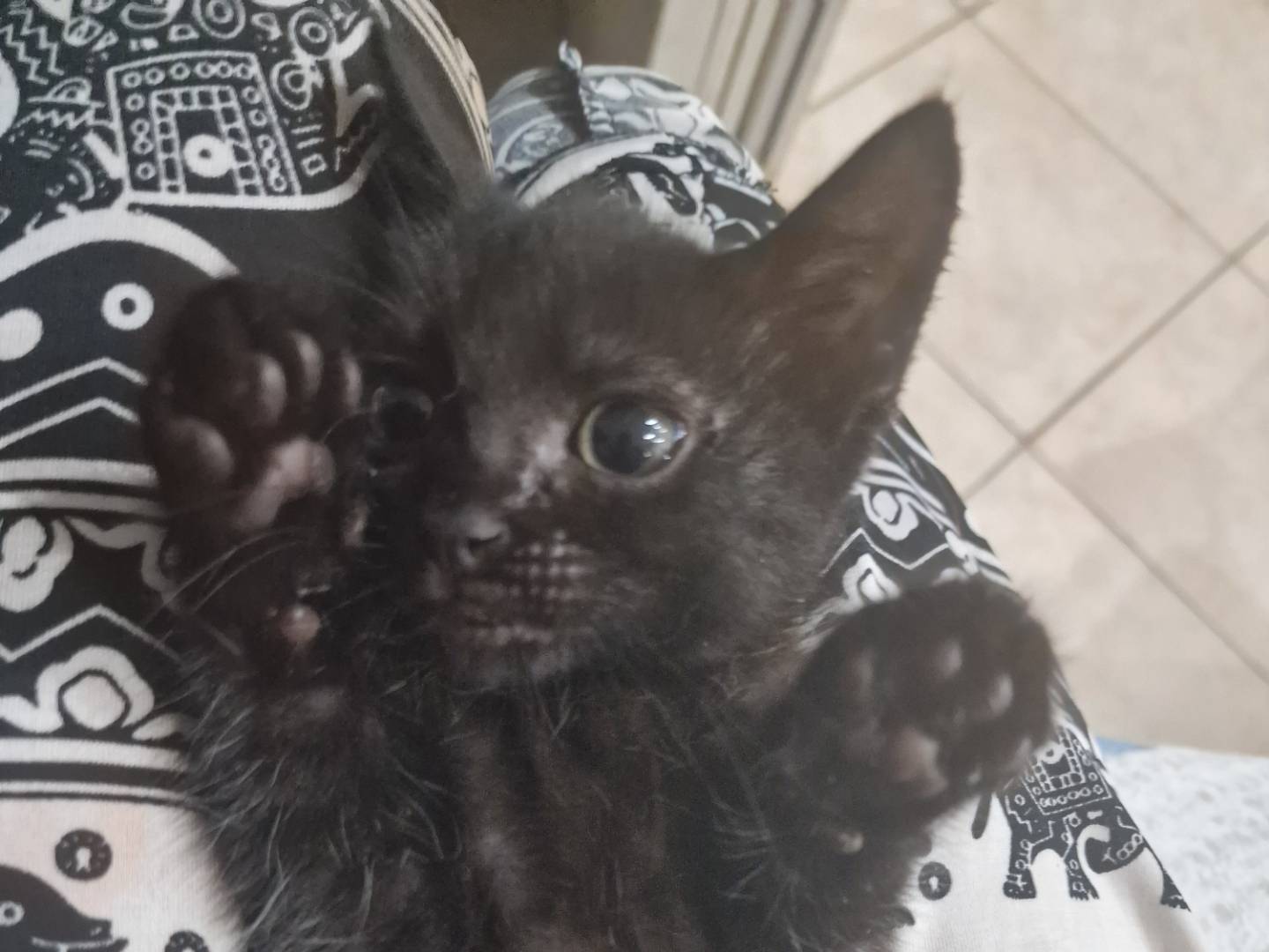 Adozione gatto, maschio, Razza sconosciuta Razza sconosciuta, 2 mesi, taglia non valida, Livorno