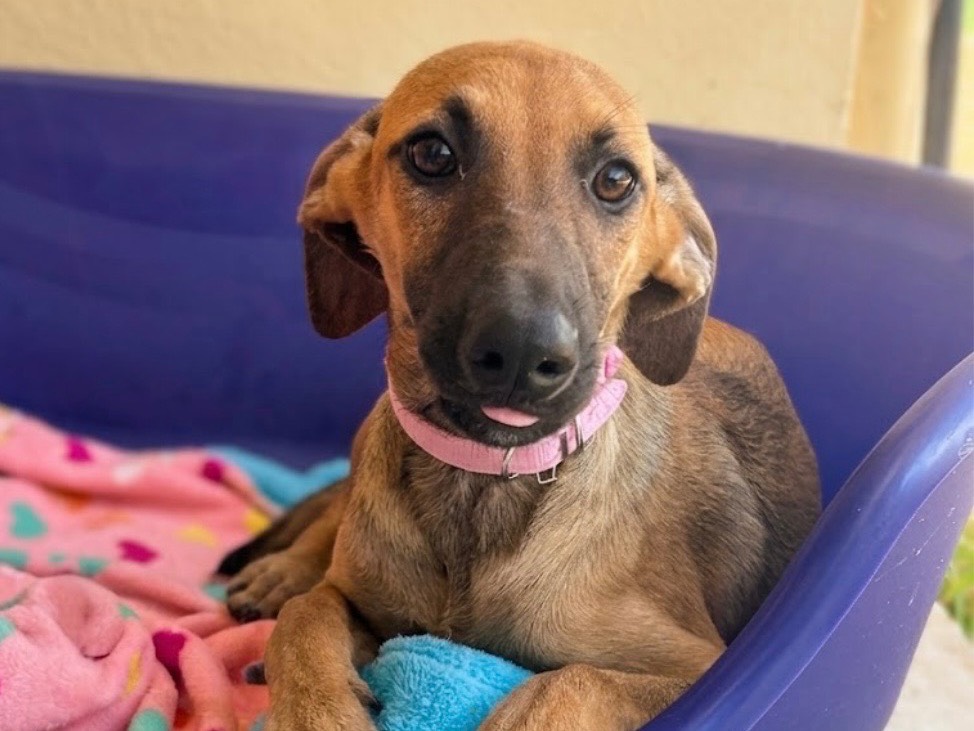 Adozione cane, femmina, Razza sconosciuta Razza sconosciuta, 6 mesi, taglia media contenuta, Sud