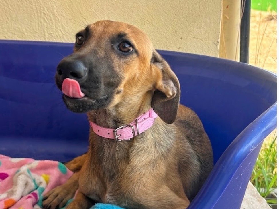 Adotta un cane, femmina, 6 mesi, Sud