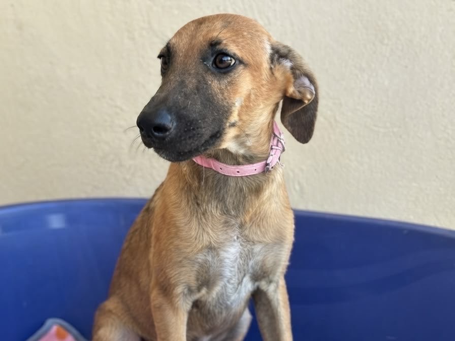 Adotta un cane, taglia media contenuta, femmina, Sud