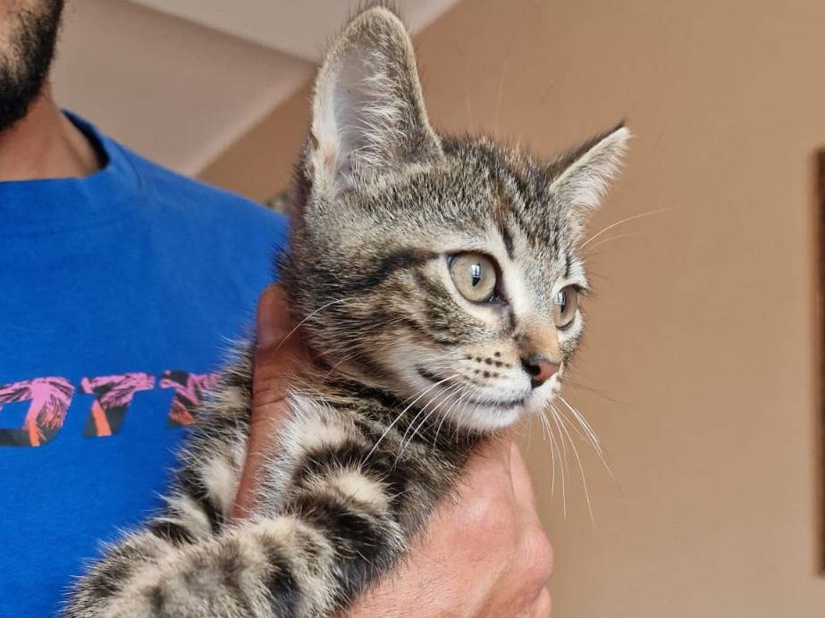 Vuoi adottare un gatto a Frosinone?