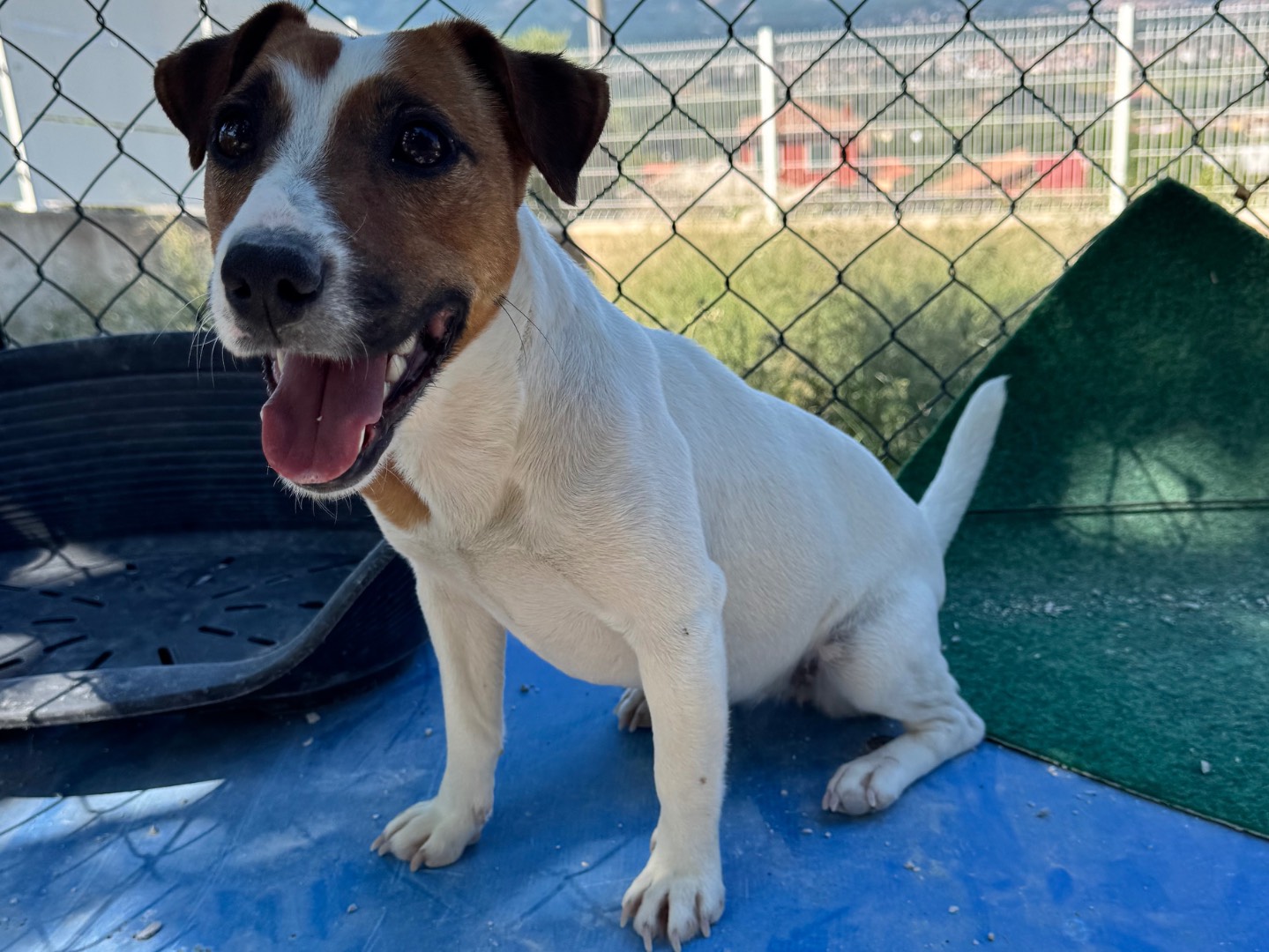Adozione cane, femmina, Jack Russell Terrier Razza sconosciuta, 1 anno e 7 mesi, taglia piccola, Salerno