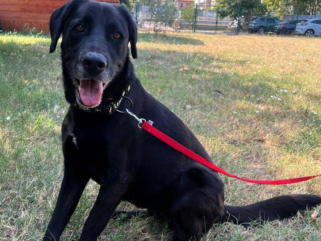 Adozione cane, femmina, Razza sconosciuta Razza sconosciuta, 5 anni e 9 mesi, taglia media, Milano