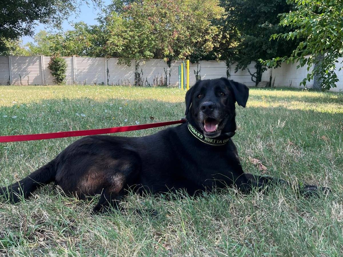 Adotta un cane, femmina, 5 anni e 9 mesi, Milano