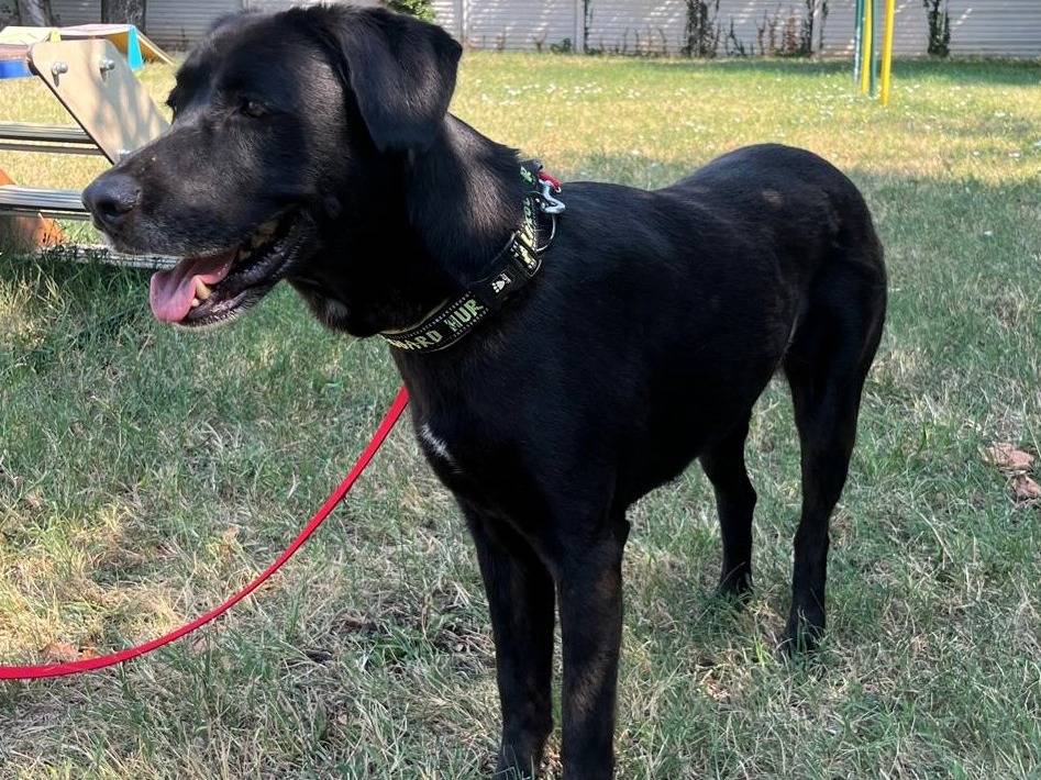 Adotta un cane, taglia media, femmina, Milano