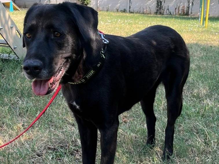 Vuoi adottare un cane a Milano?
