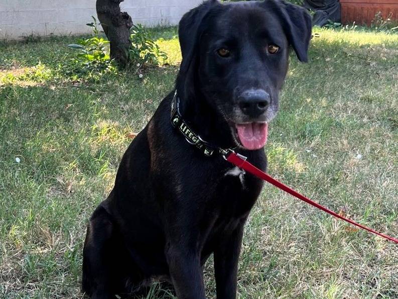 Adotta il cane ELIJA a Milano