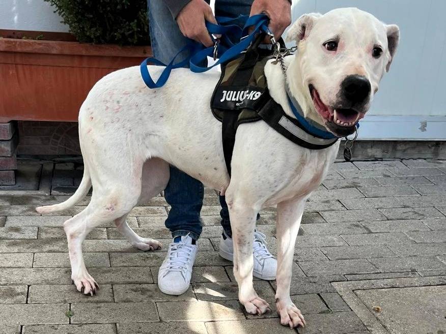 Adozione cane, femmina, Razza sconosciuta Razza sconosciuta, 7 anni e 5 mesi, taglia grande, Milano