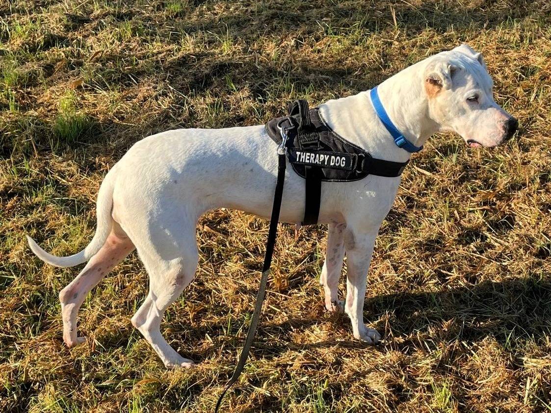 Vuoi adottare un cane a Milano?