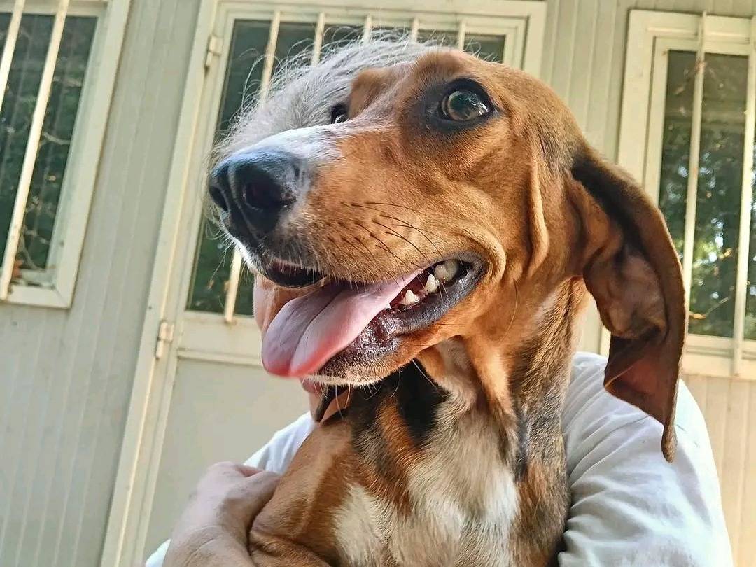 Adotta un cane, femmina, 1 anno e 1 mese, Cremona