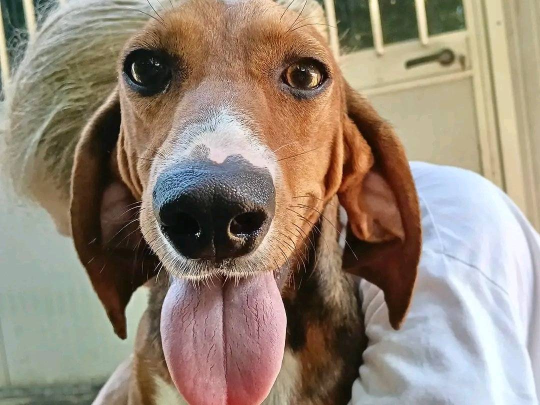 Adozione cane, femmina, Segugio Razza sconosciuta, 1 anno e 1 mese, taglia media, Cremona
