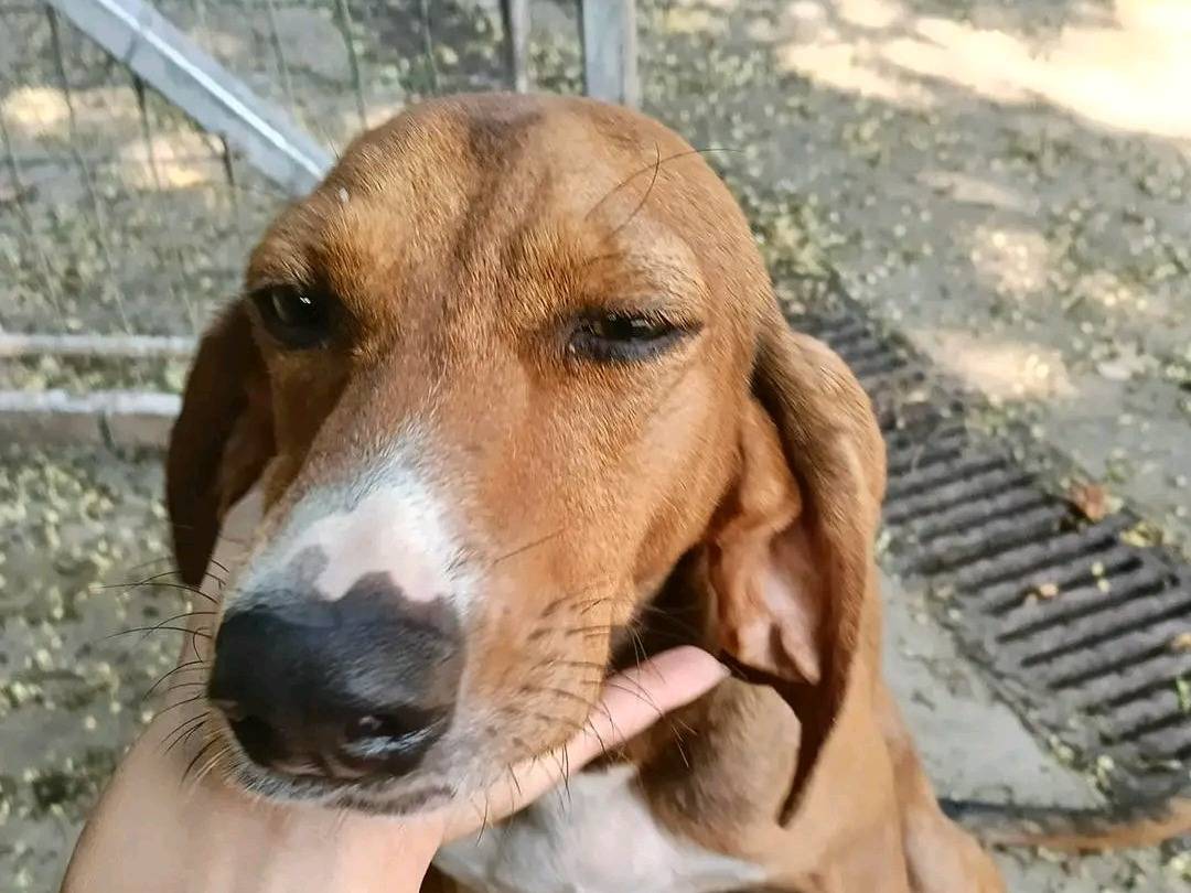 Adotta un cane, taglia media, femmina, Cremona