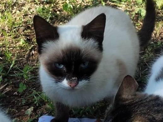 Adozione gatto, maschio, Razza sconosciuta Razza sconosciuta, 2 anni e 9 mesi, taglia non valida, Genova