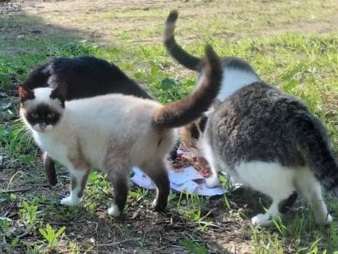 Adotta un gatto, maschio, 2 anni e 9 mesi, Genova