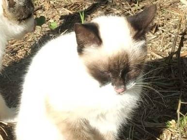 Adotta un gatto, taglia non valida, maschio, Genova
