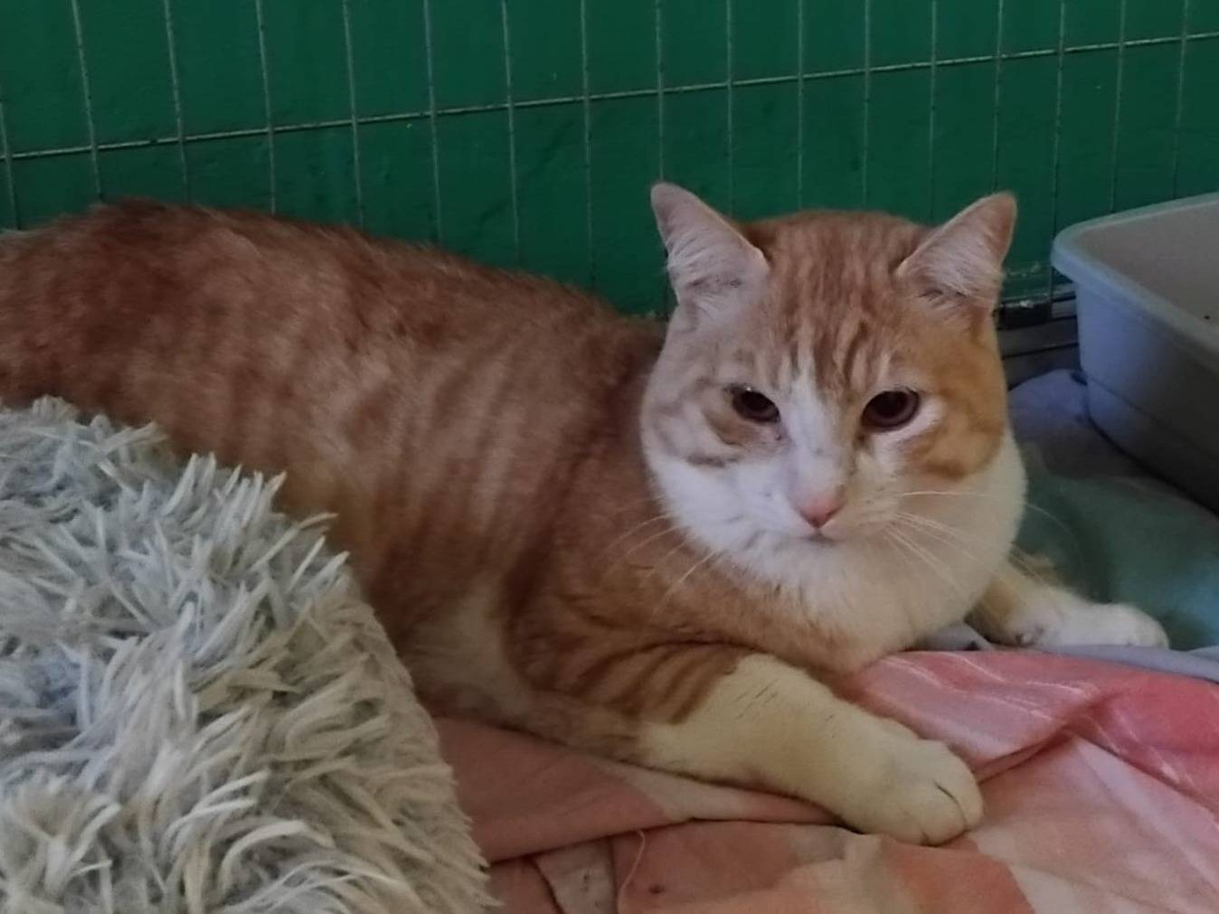 Adozione gatto, maschio, Razza sconosciuta Razza sconosciuta, 2 anni e 7 mesi, taglia non valida, Varese