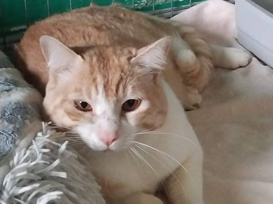 Adotta un gatto, maschio, 2 anni e 7 mesi, Varese