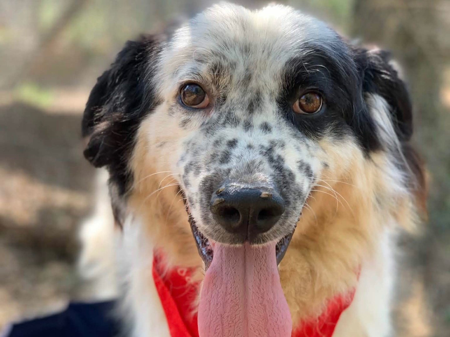 Adotta il cane Mark a Latina