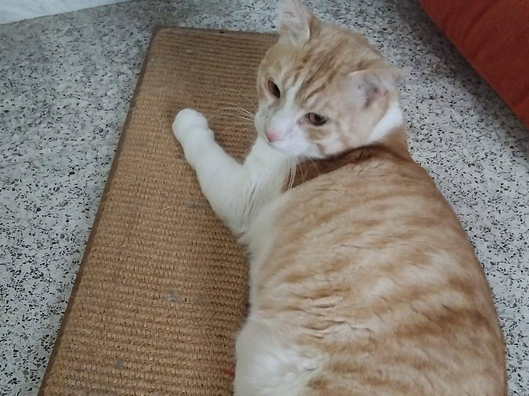 Adotta un gatto, taglia non valida, maschio, Varese