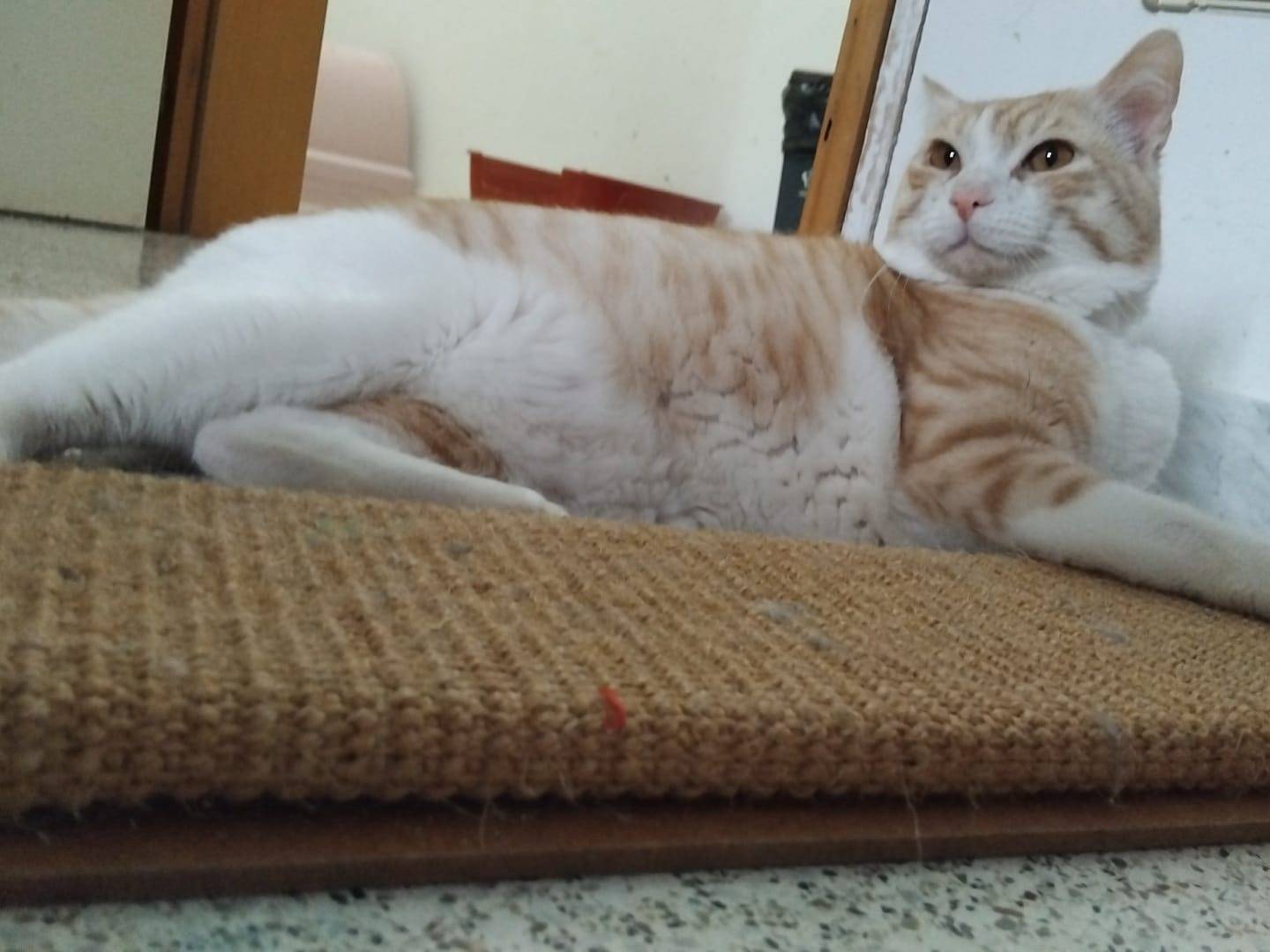 Vuoi adottare un gatto a Varese?