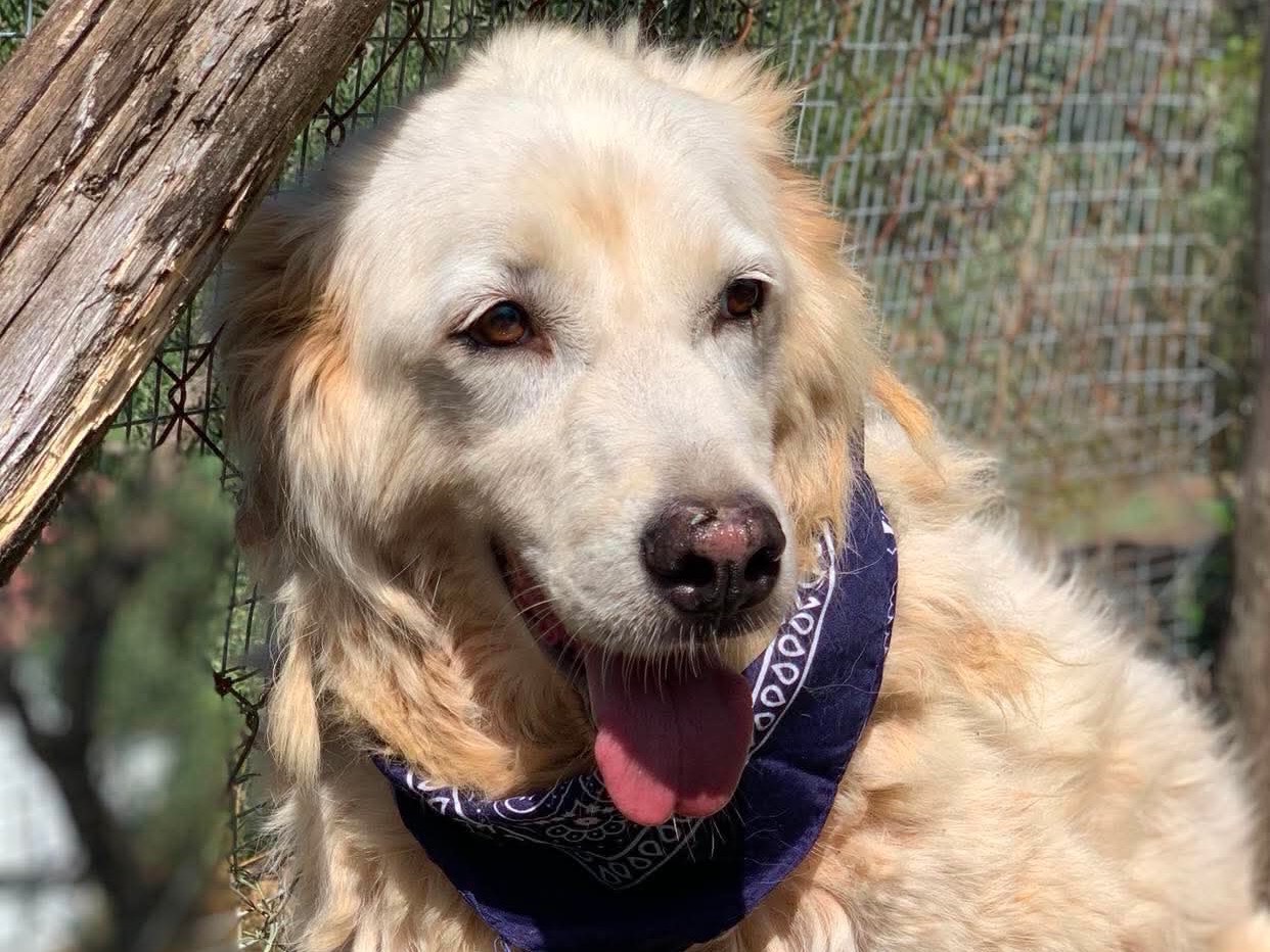 Adozione cane, maschio, Razza sconosciuta Razza sconosciuta, 7 anni e 1 mese, taglia media, Latina