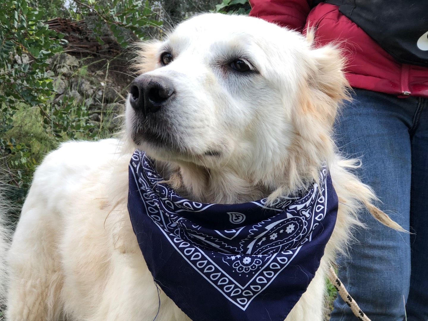 Adotta un cane, maschio, 7 anni e 1 mese, Latina