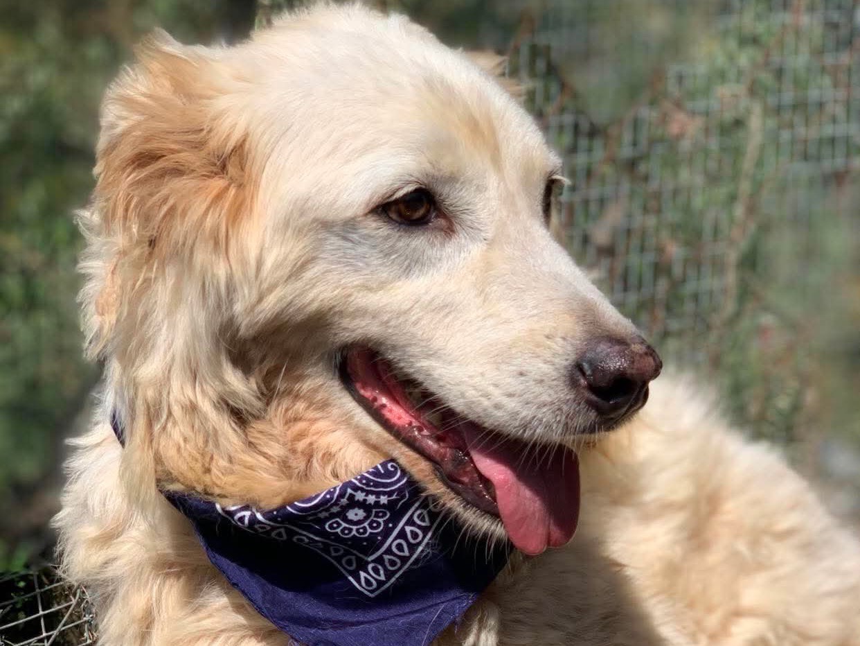 Adotta un cane, taglia media, maschio, Latina