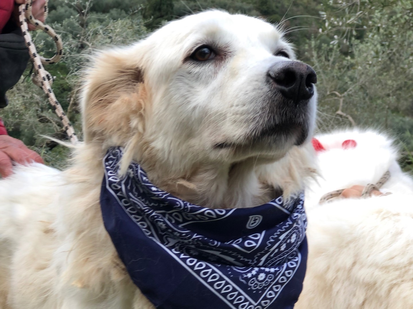 Adotta il cane Kefir  a Latina