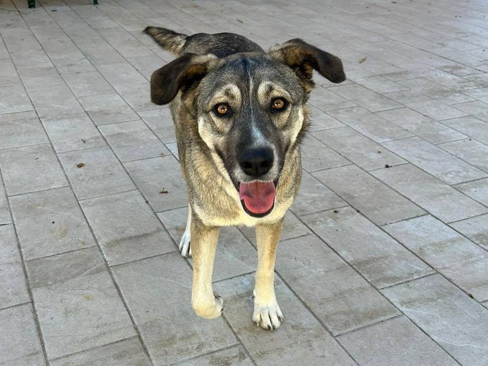 Adozione cane, femmina, Razza sconosciuta Razza sconosciuta, 2 anni, taglia grande, Vibo