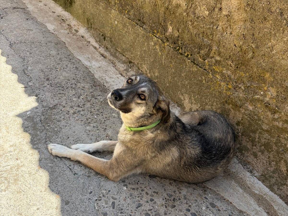 Adotta un cane, femmina, 2 anni, Vibo