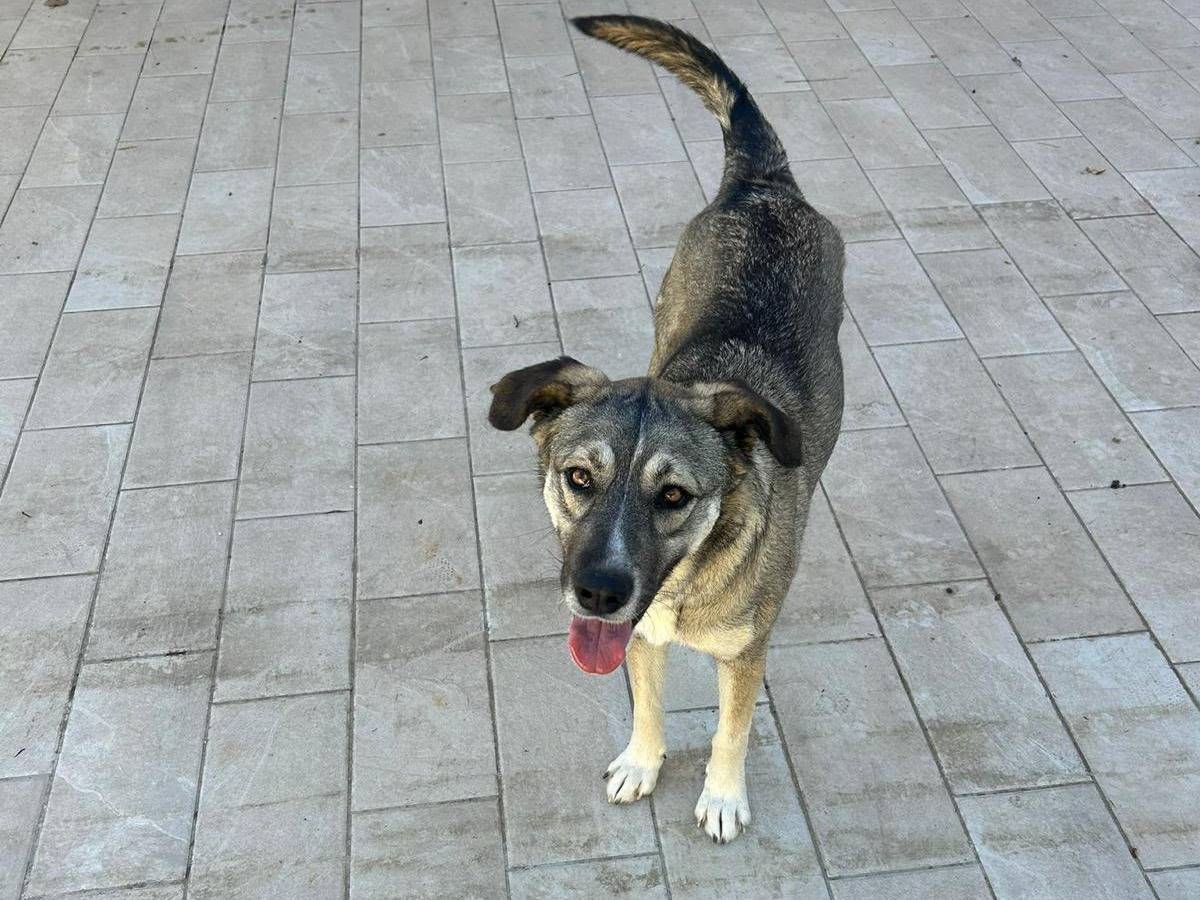 Adotta un cane, taglia grande, femmina, Vibo