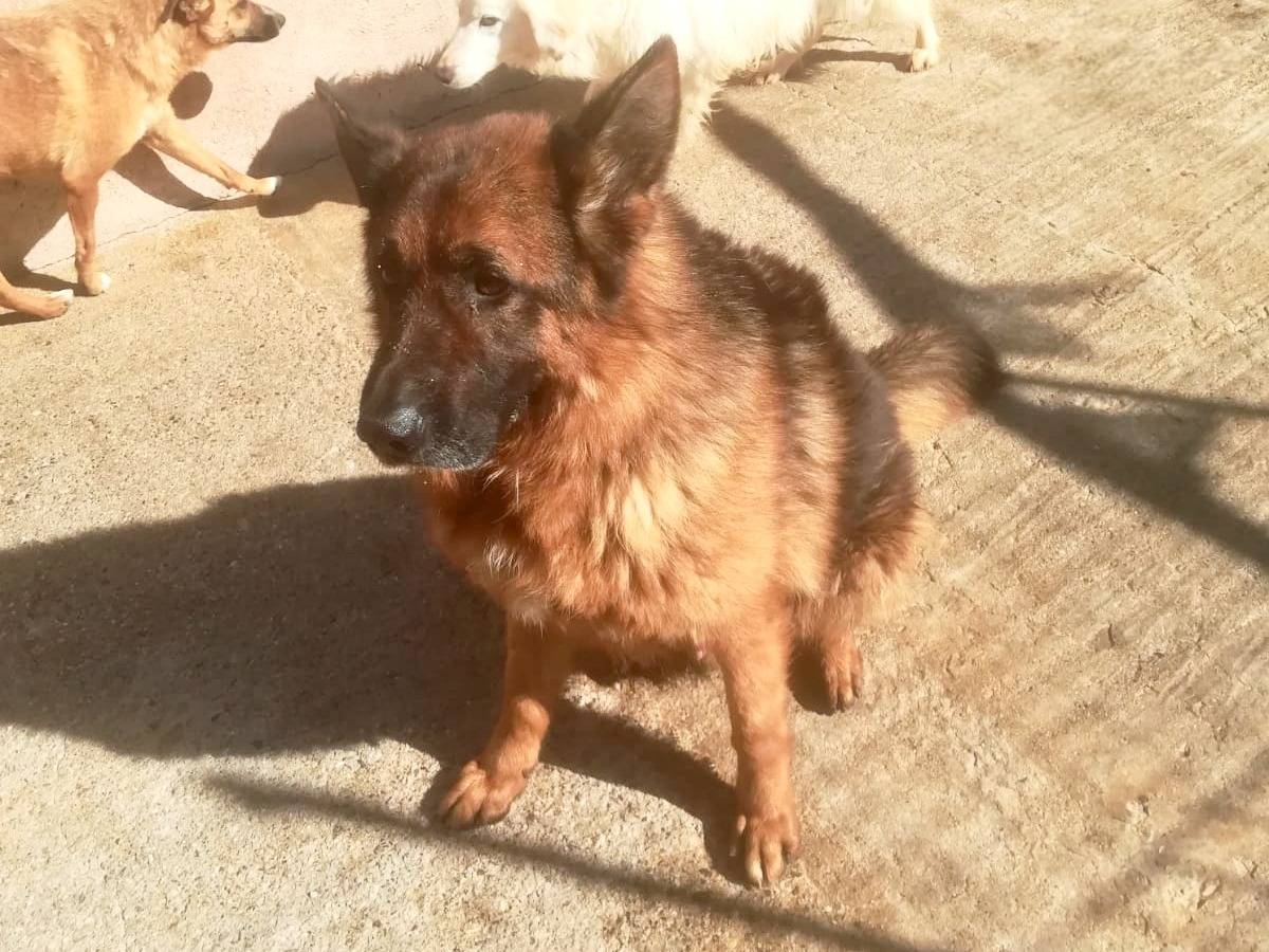 Adotta un cane, maschio, 5 anni e 1 mese, Bergamo