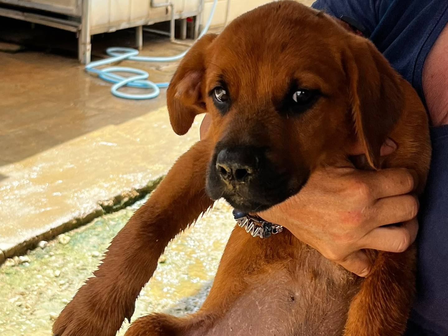 Adozione cane, maschio, Razza sconosciuta Razza sconosciuta, 3 mesi, taglia media, Trapani
