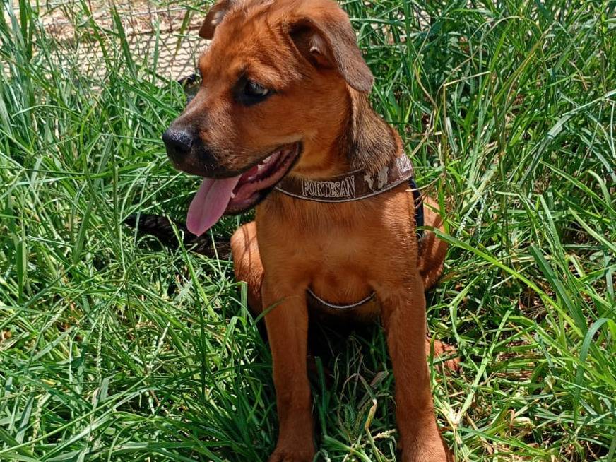 Vuoi adottare un cane a Trapani?