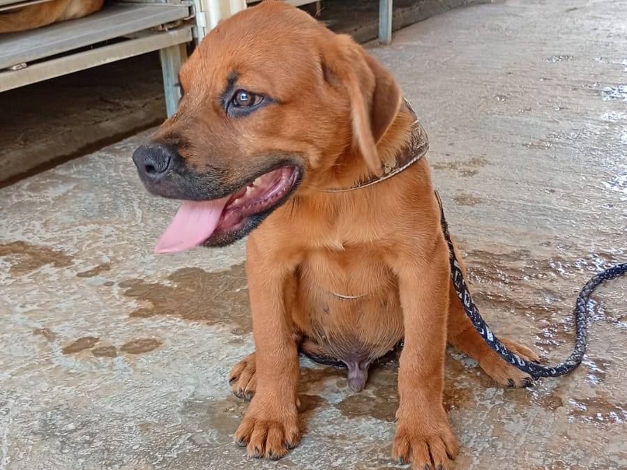 Adotta il cane Pino a Trapani