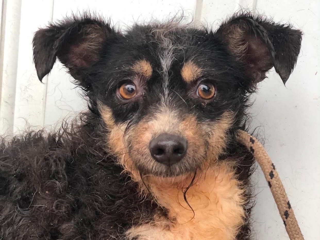 Adozione cane, maschio, Razza sconosciuta Razza sconosciuta, 6 anni e 2 mesi, taglia piccola, Latina