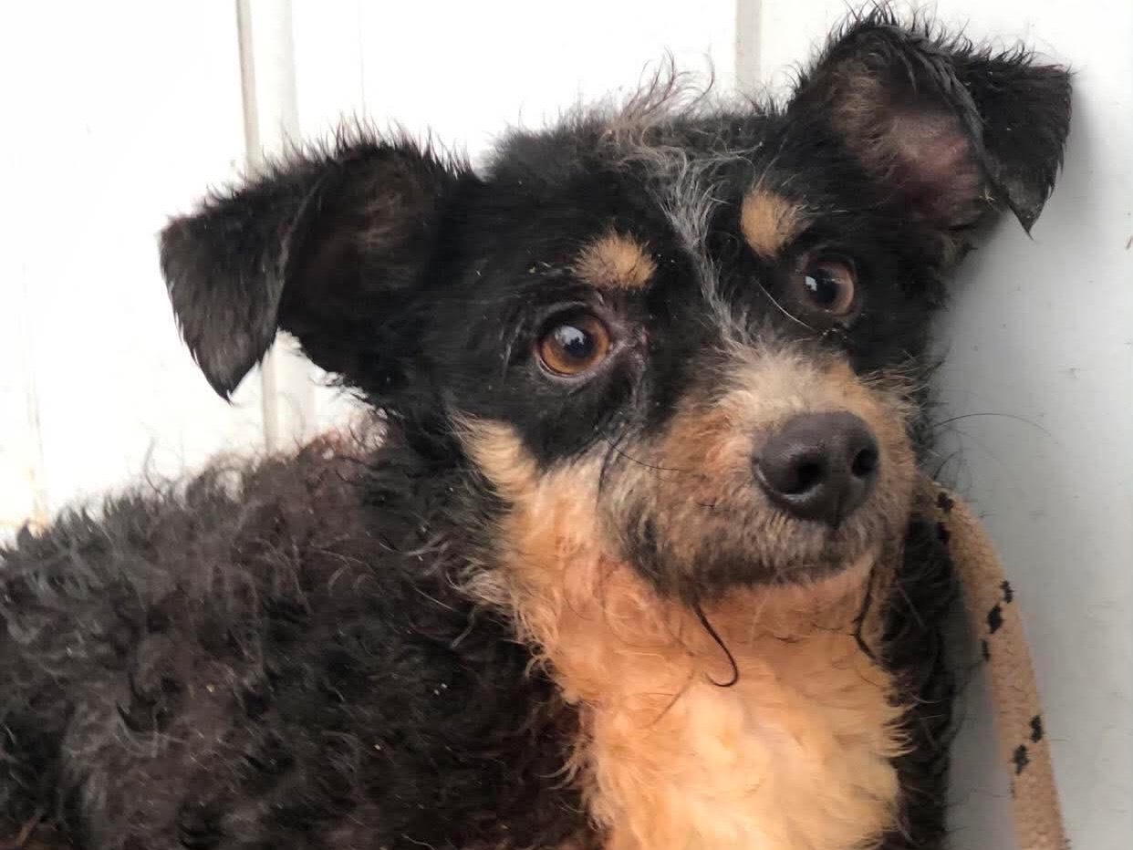 Adotta un cane, maschio, 6 anni e 2 mesi, Latina