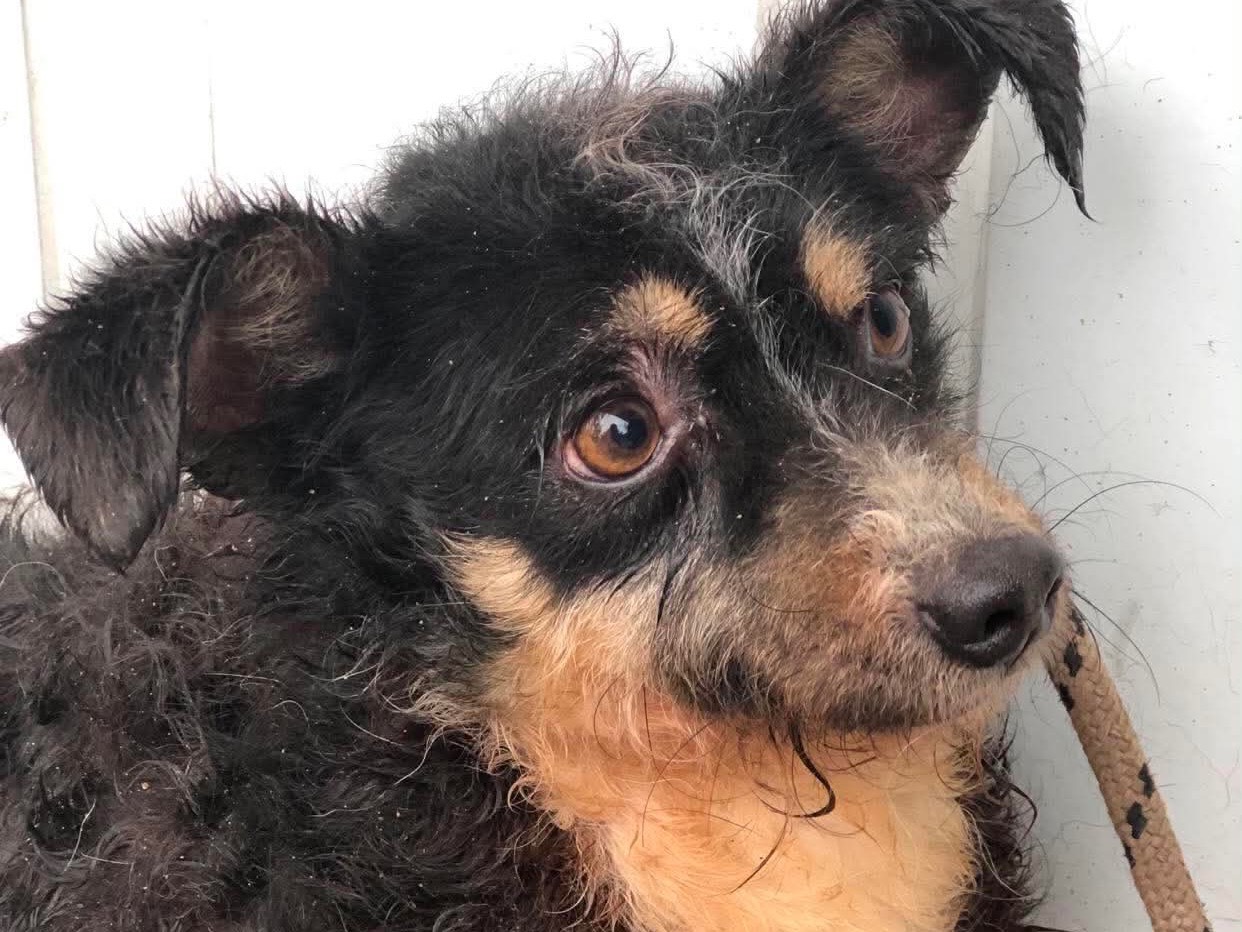 Adotta un cane, taglia piccola, maschio, Latina