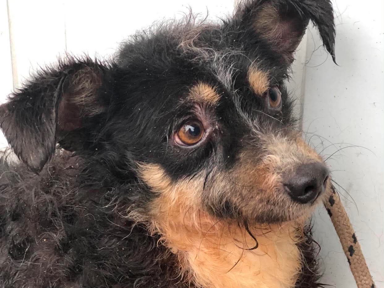 Vuoi adottare un cane a Latina?