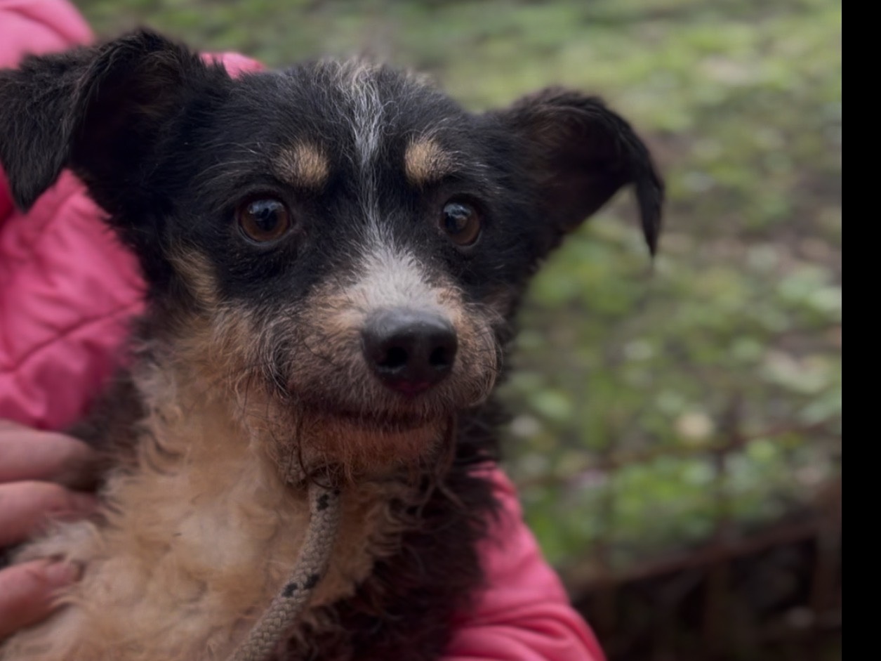 Adotta il cane Theo  a Latina