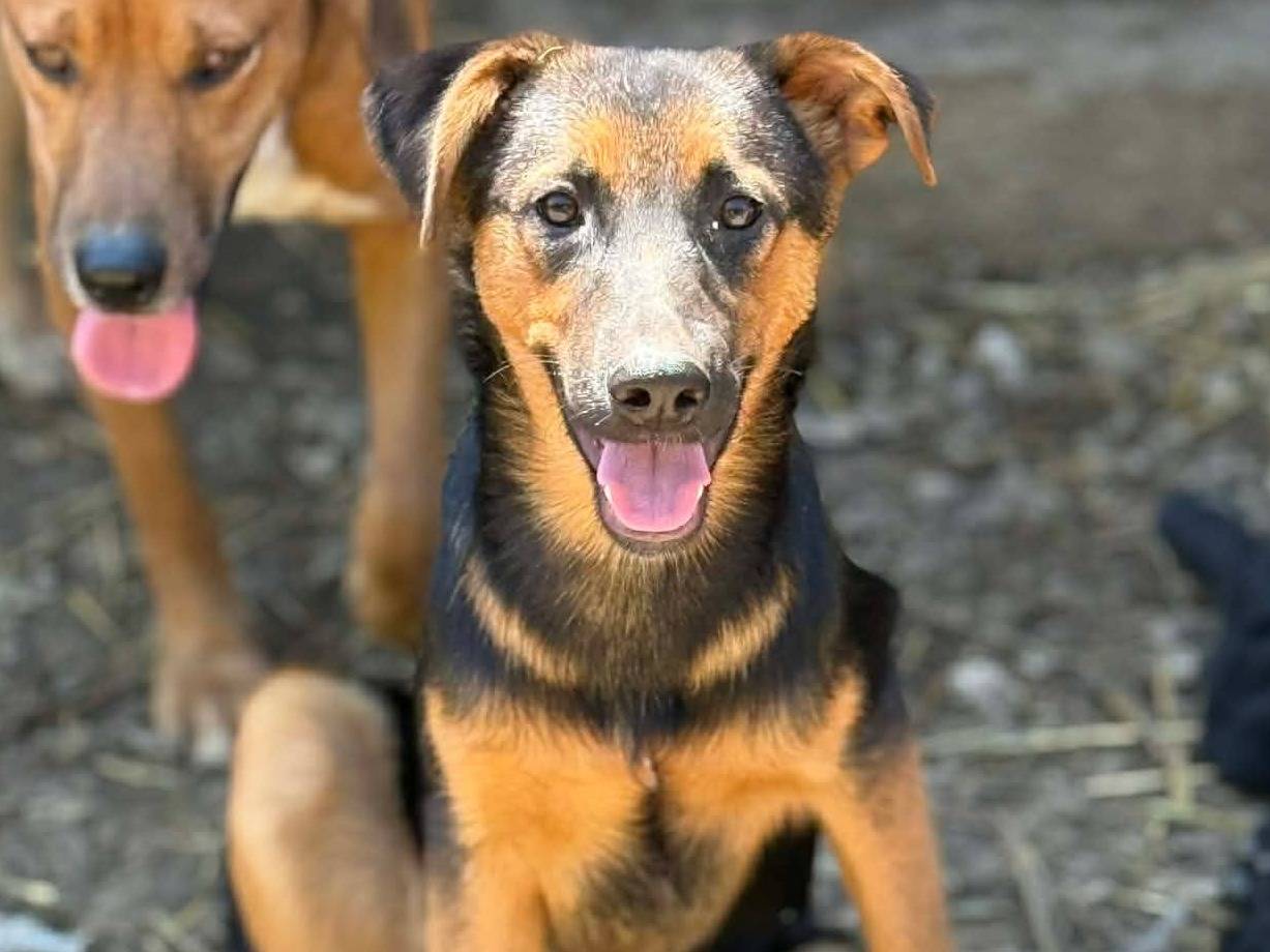 Adotta un cane, femmina, 5 mesi, Firenze